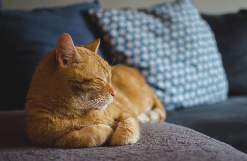 cat3